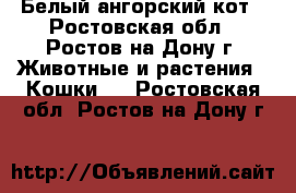 Белый ангорский кот - Ростовская обл., Ростов-на-Дону г. Животные и растения » Кошки   . Ростовская обл.,Ростов-на-Дону г.